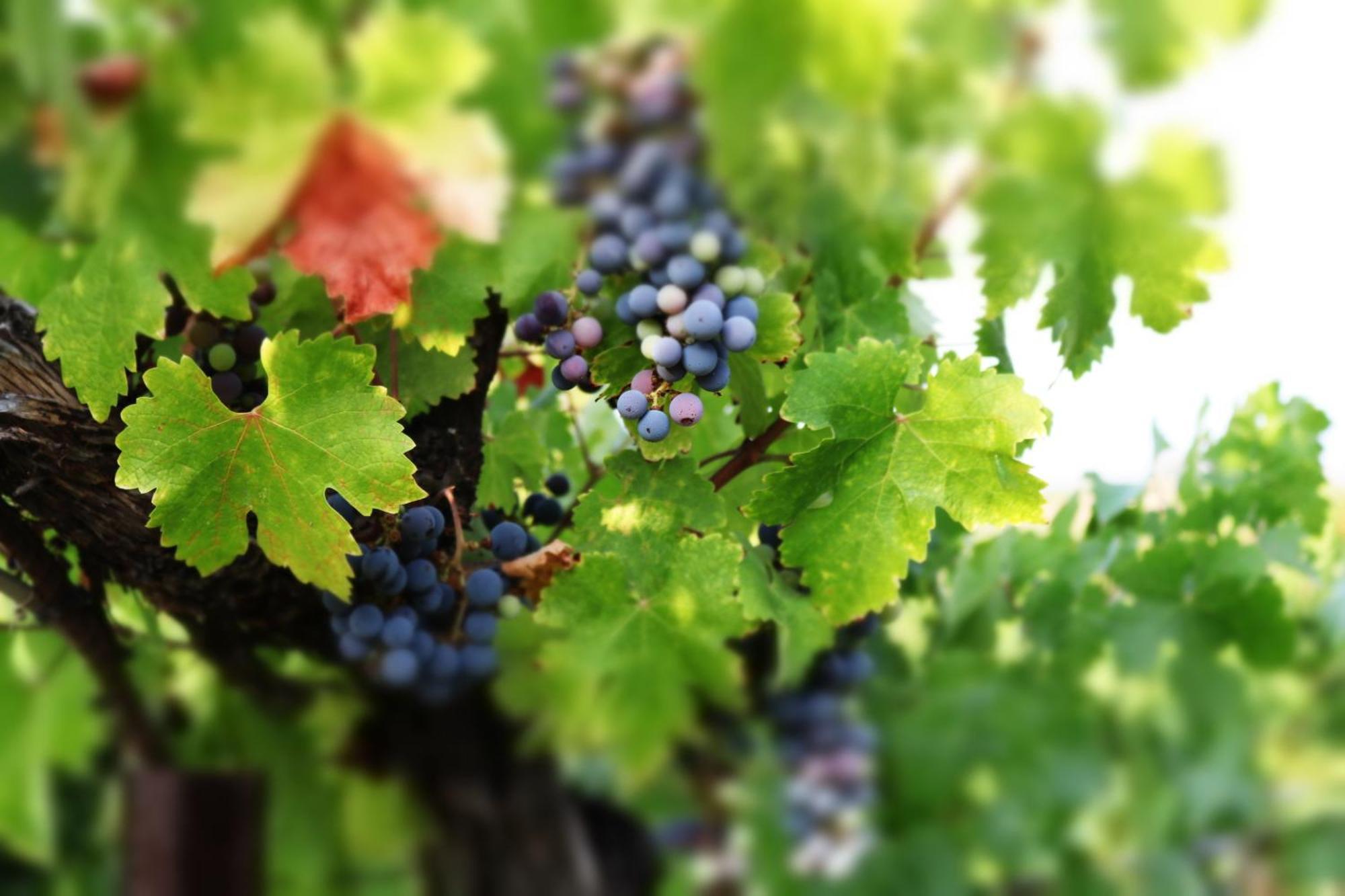 Churon Inn Winery Temecula Buitenkant foto